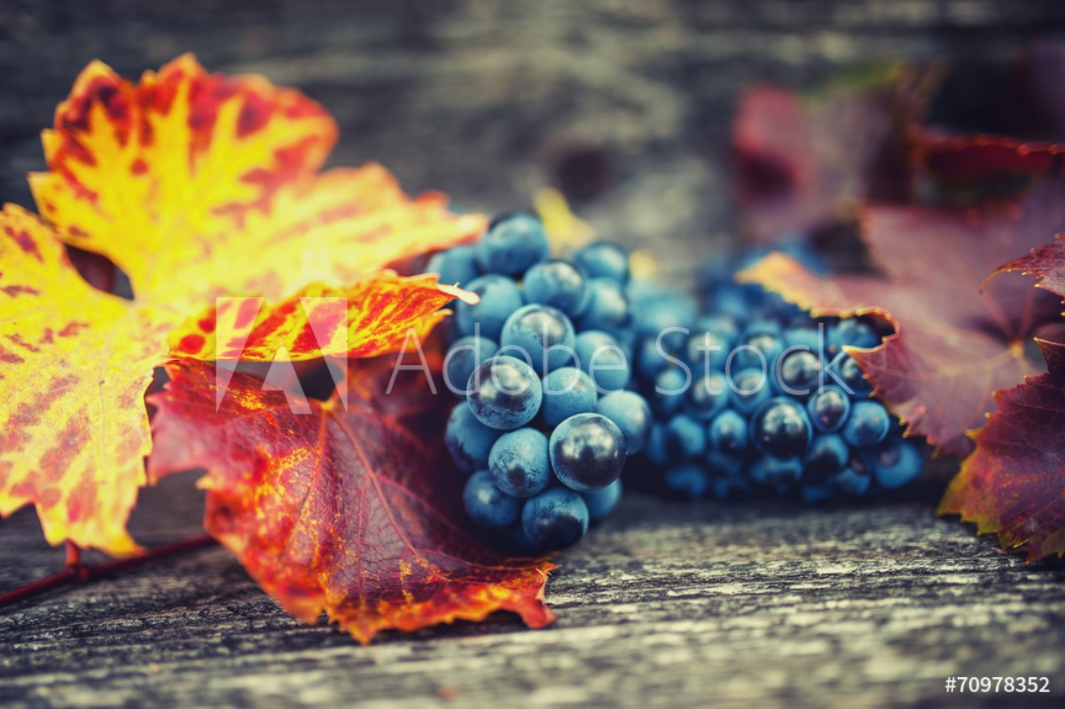 Picture of Agricultural harvest at countryside with ripe grapes and leaves